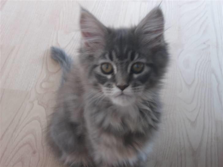 Maine Coon Nala (Kejserinden) - se hvor pænt jeg sidder billede 6