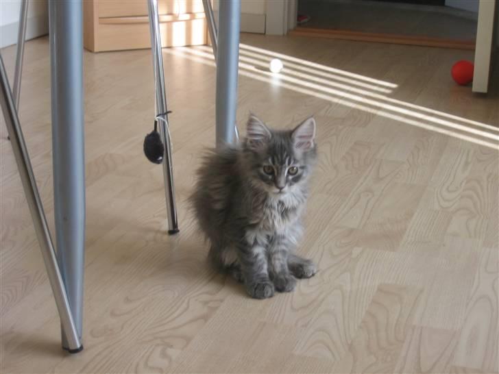 Maine Coon Nala (Kejserinden) - Nu skal der leges billede 7
