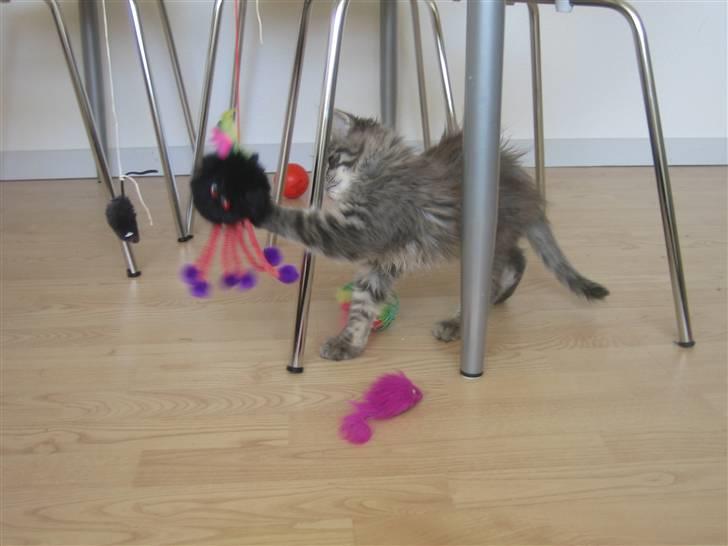 Maine Coon Nala (Kejserinden) - nu skal der leges billede 8