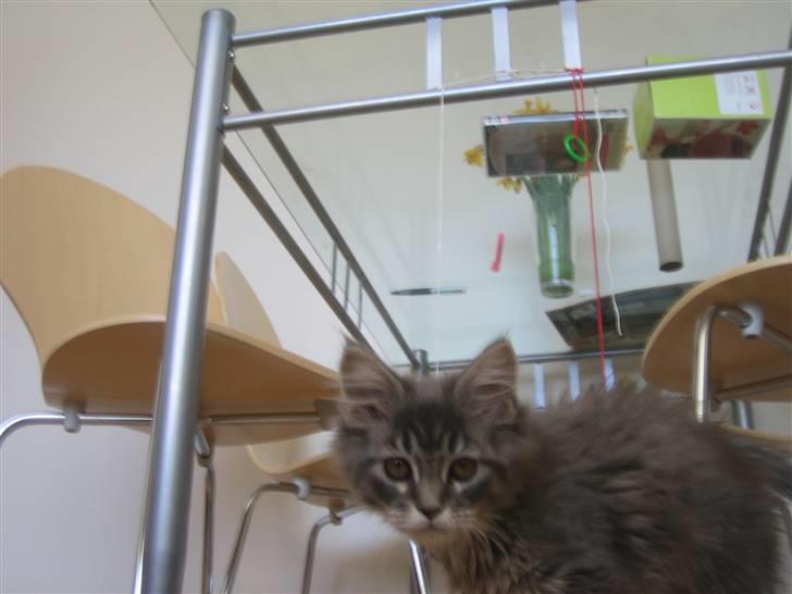 Maine Coon Nala (Kejserinden) - Jeg holde øje med dig billede 9