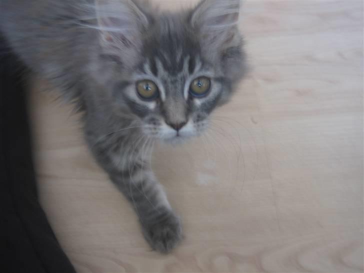 Maine Coon Nala (Kejserinden) billede 10