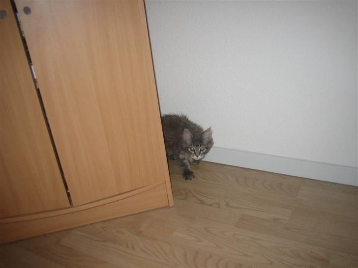 Maine Coon Nala (Kejserinden) - Dagen hvor vi fik Nala billede 11