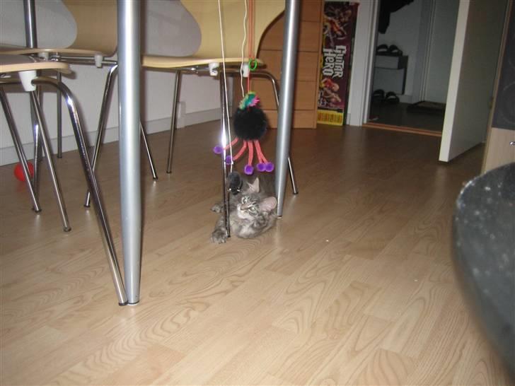 Maine Coon Nala (Kejserinden) - legebarn er man vel altid billede 12