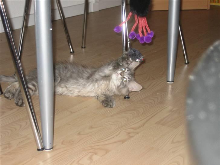 Maine Coon Nala (Kejserinden) billede 13