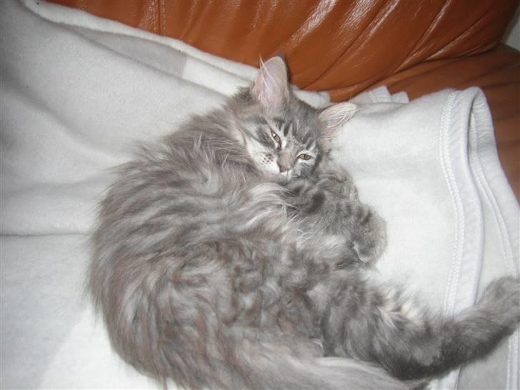 Maine Coon Nala (Kejserinden) billede 14