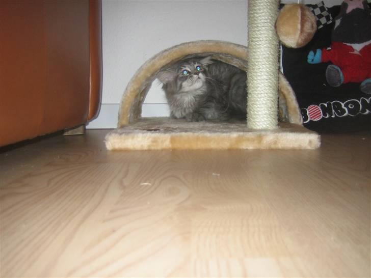 Maine Coon Nala (Kejserinden) billede 15