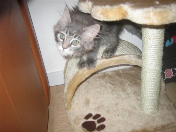 Maine Coon Nala (Kejserinden) billede 16