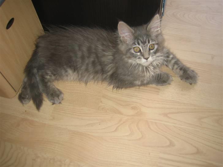 Maine Coon Nala (Kejserinden) billede 17