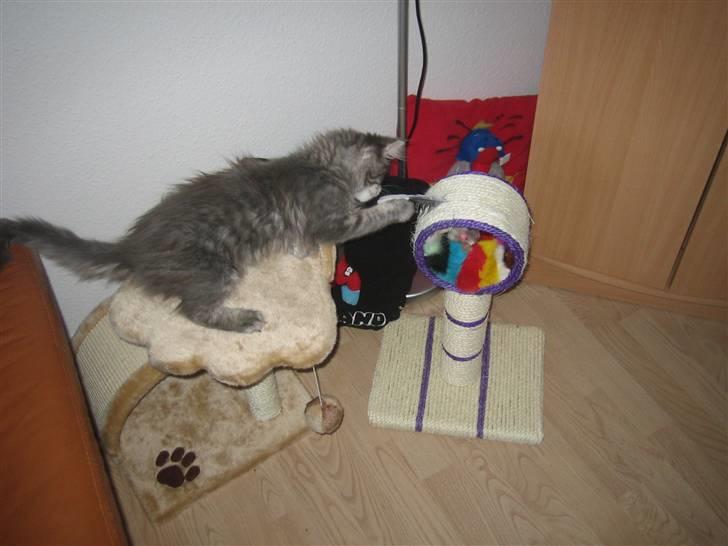 Maine Coon Nala (Kejserinden) billede 18