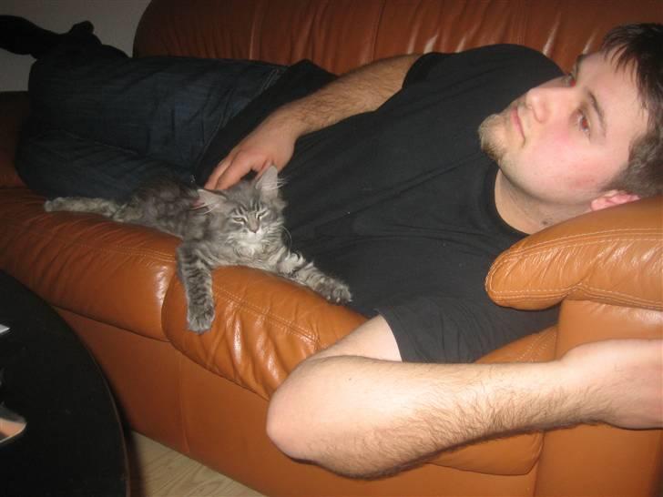 Maine Coon Nala (Kejserinden) - Så skal vi se "Batman Begins" billede 19