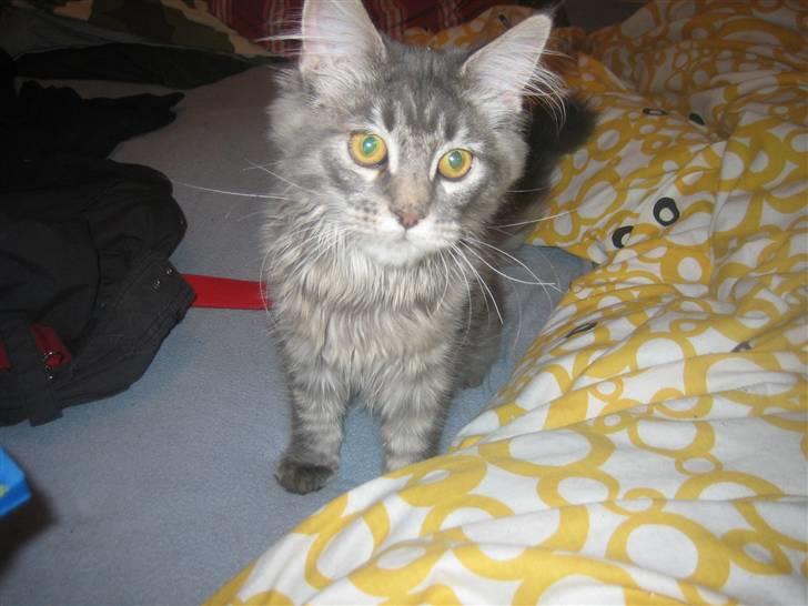 Maine Coon Nala (Kejserinden) billede 20