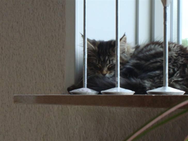 Maine Coon Josephina (Zika) billede 19