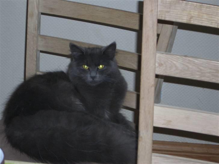 Blanding af racer Bette Signe *aflivet* billede 1