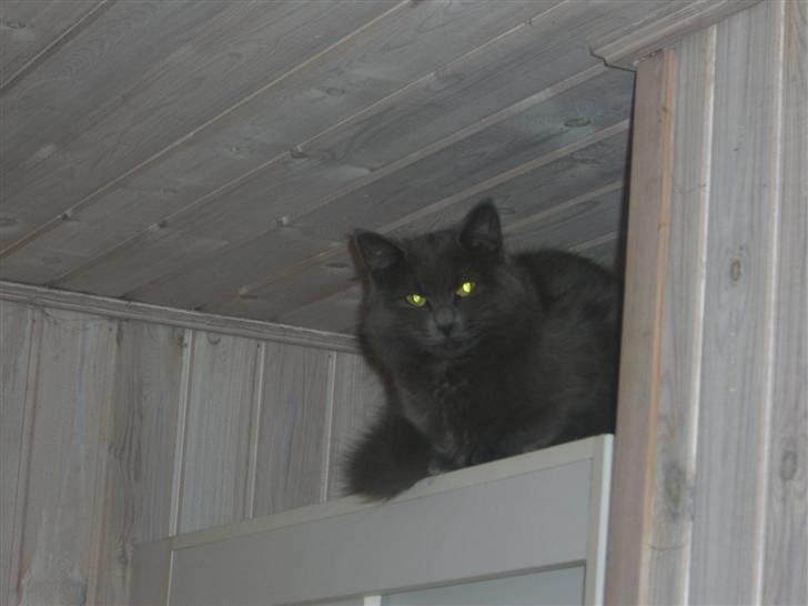 Blanding af racer Bette Signe *aflivet* billede 2