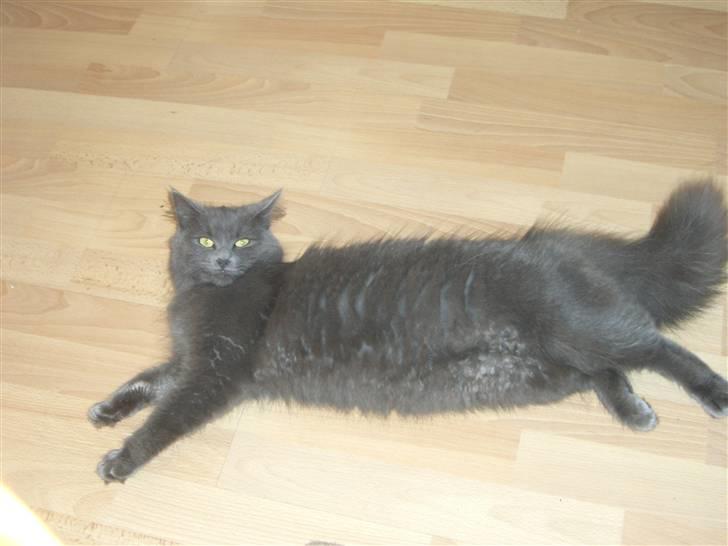 Blanding af racer Bette Signe *aflivet* - jeg er ikke tyk ! det er bare pels  : D billede 3