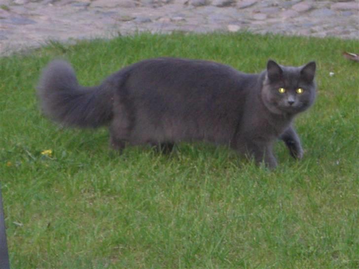 Blanding af racer Bette Signe *aflivet* - opdaget !  billede 4