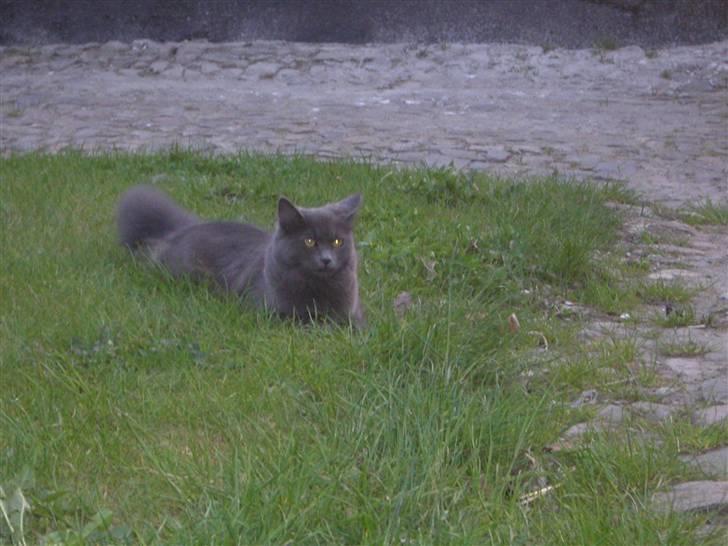 Blanding af racer Bette Signe *aflivet* billede 5