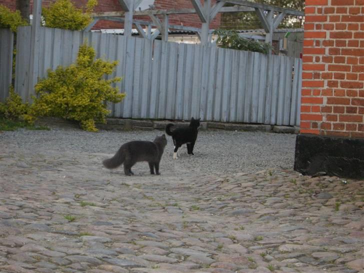 Blanding af racer Bette Signe *aflivet* - okay skal vi den vej ? :o billede 6