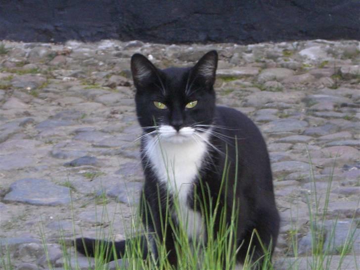 Blanding af racer Tik *DØD* billede 1