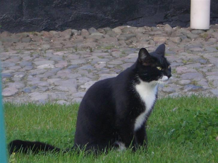 Blanding af racer Tik *DØD* billede 2