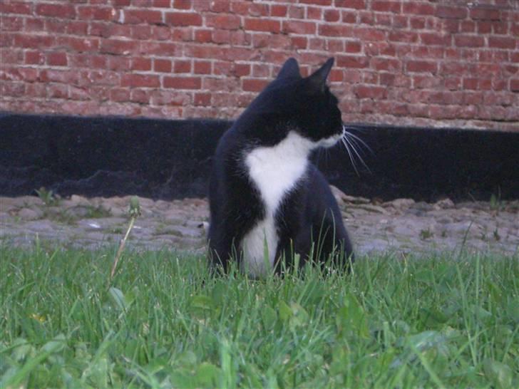 Blanding af racer Tik *DØD* billede 3