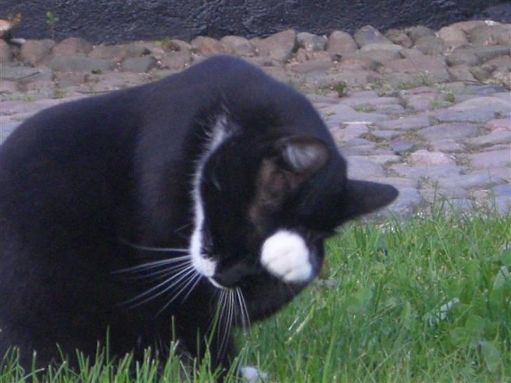 Blanding af racer Tik *DØD* billede 4