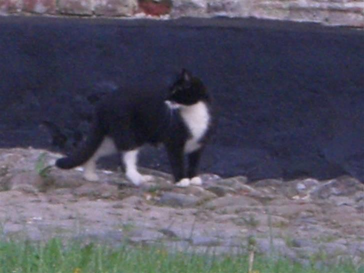 Blanding af racer Tik *DØD* billede 5