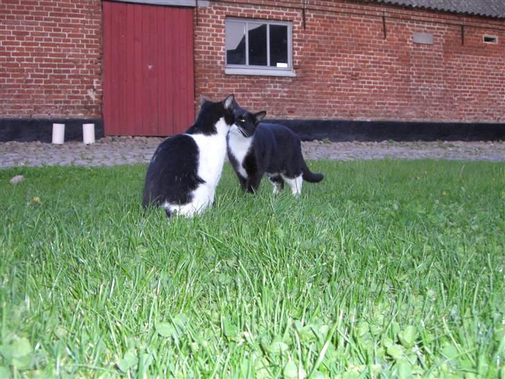 Blanding af racer Tik *DØD* billede 6