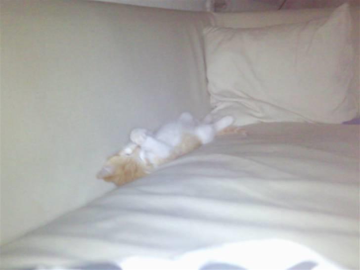 Huskat Frida billede 2