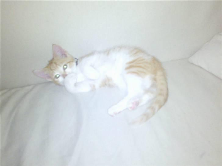 Huskat Frida billede 3