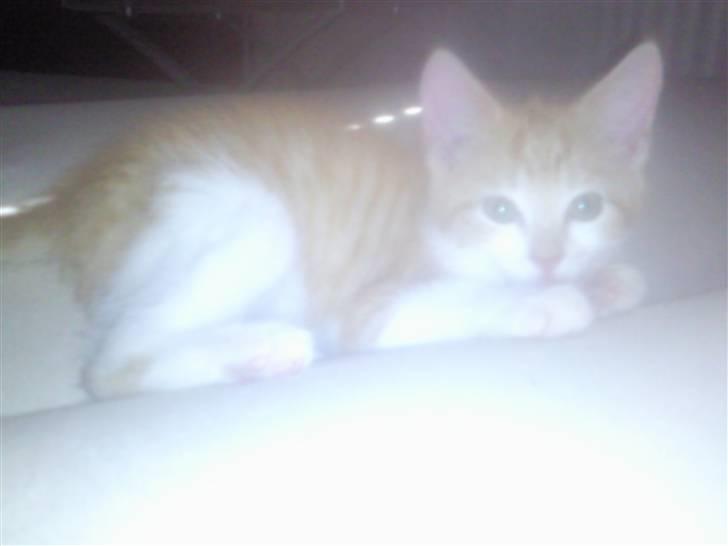 Huskat Frida billede 4