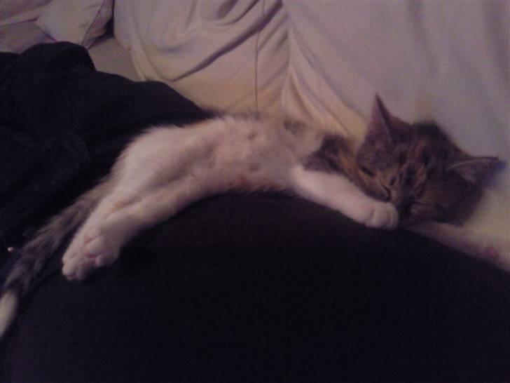 Huskat Freja billede 2