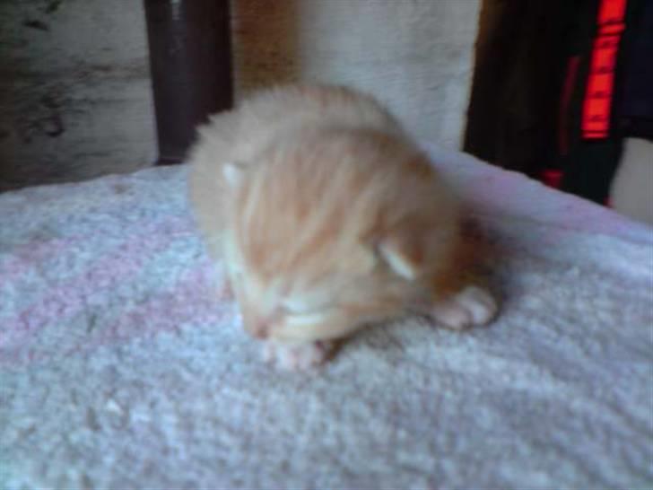 Blanding af racer Solgt - 5 dage gammel billede 2