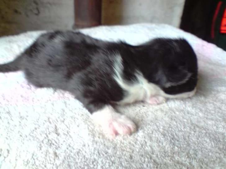 Blanding af racer Bertram (solgt) - 5 dage gammel billede 2