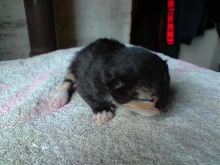 Blanding af racer Pføbe - 5 dage gammel billede 2