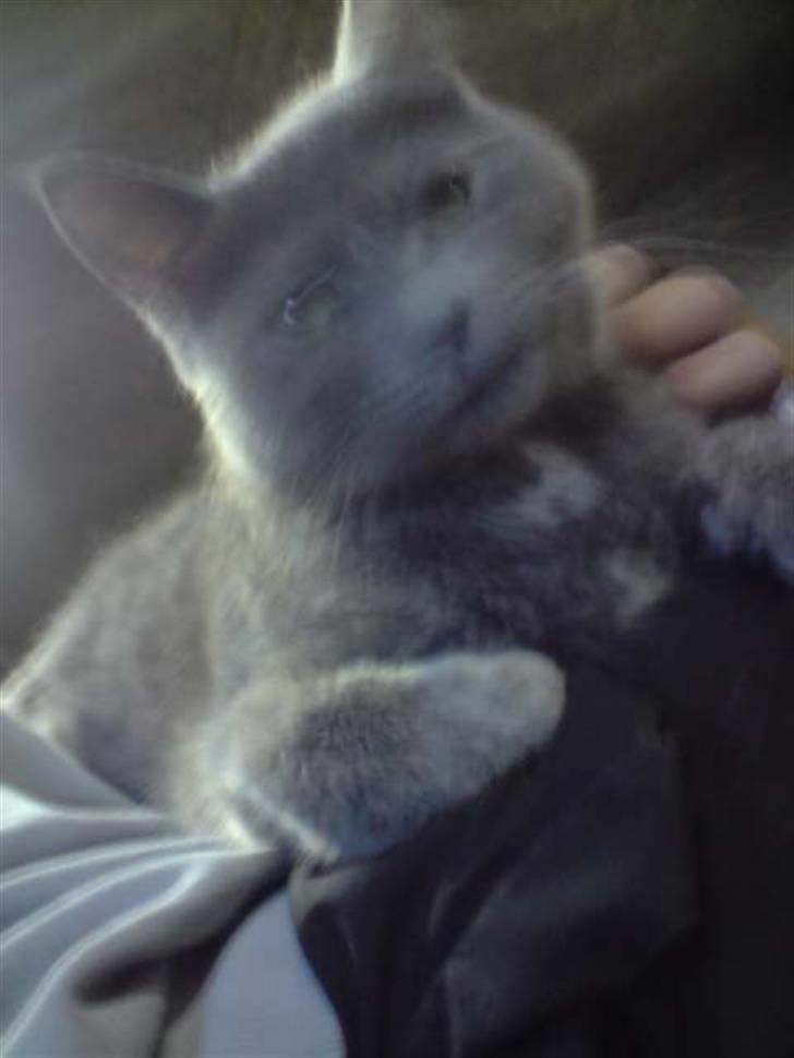 Blanding af racer Kopernikus (død) billede 2