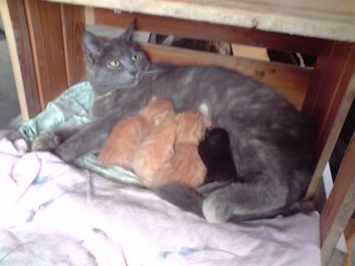 Blanding af racer Kopernikus (død) - Her ligger hun i sin kasse med sine 5 killinger.. billede 3