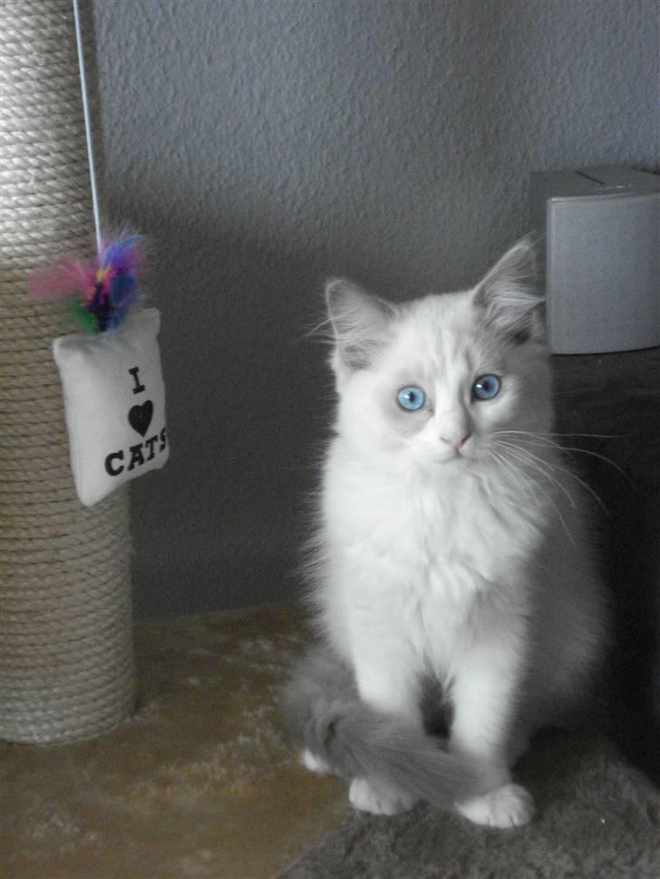 Ragdoll Chardolls Tyson (Oliver)  billede 10