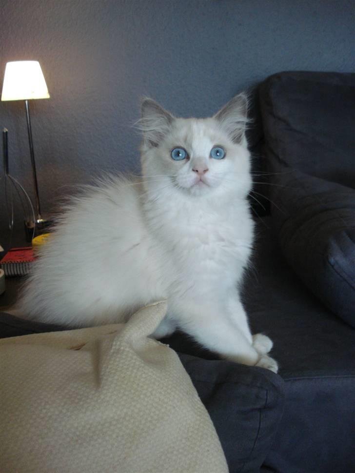 Ragdoll Chardolls Tyson (Oliver)  billede 12