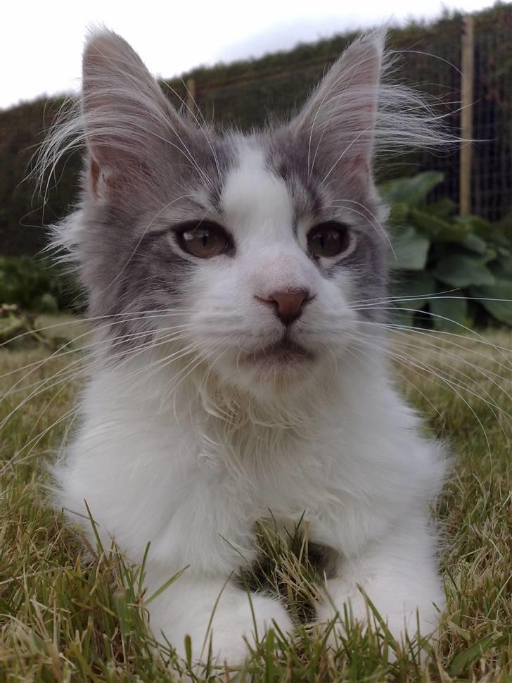 Maine Coon Bianca - 7 juni 2009 billede 8