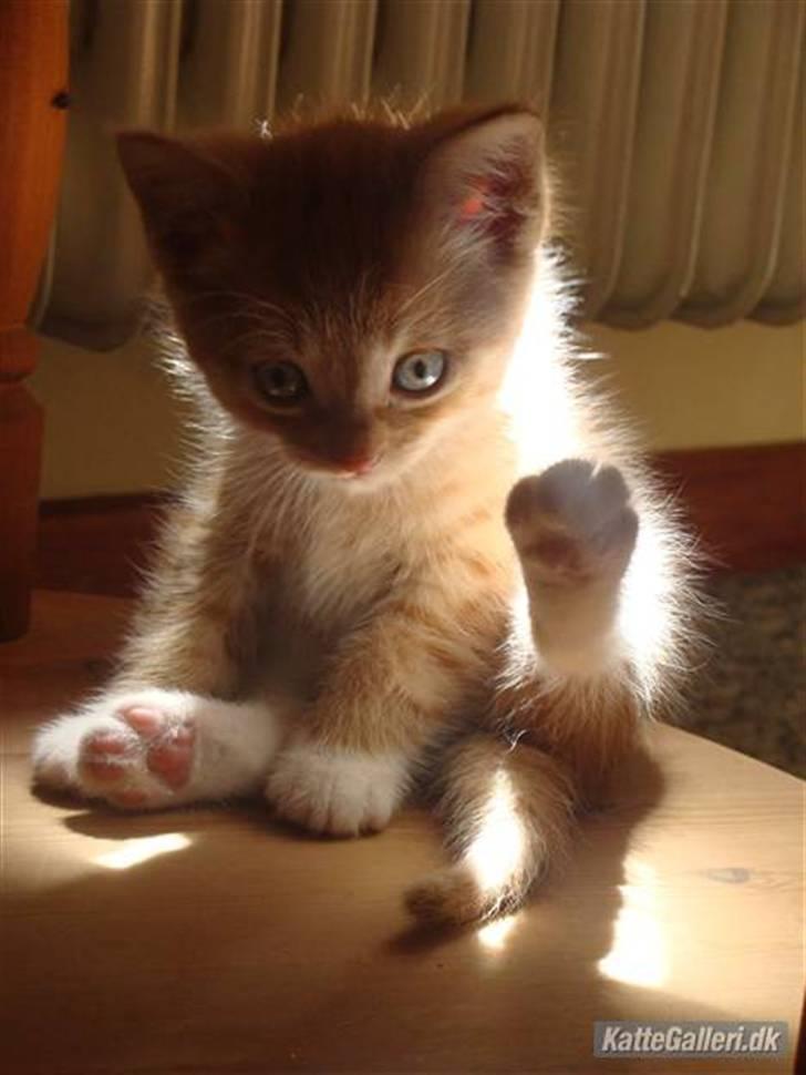 Huskat Killingen Prop 09 - - Sidder i skoen :) billede 1