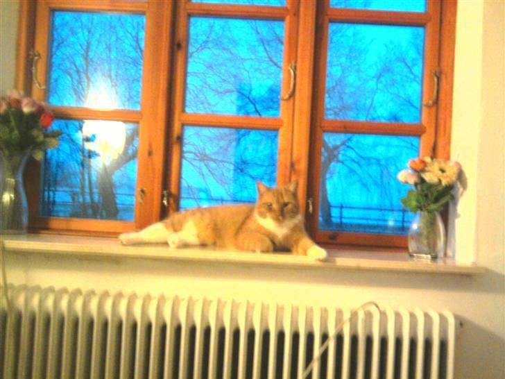 Huskat Killingen Prop 09 - se mig Når jeg hygger mig i vindues kammen :) billede 2