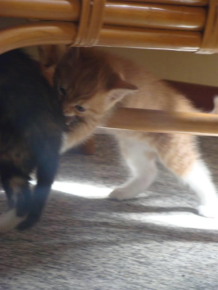 Huskat Killingen Prop 09 billede 3