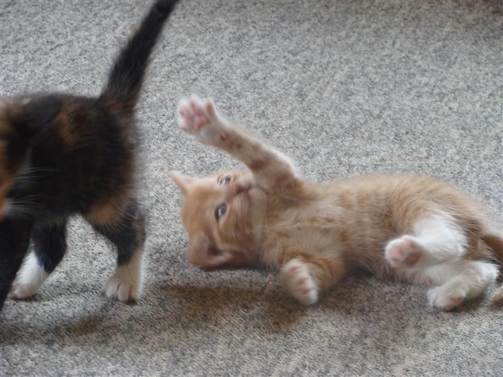 Huskat Killingen Prop 09 billede 4