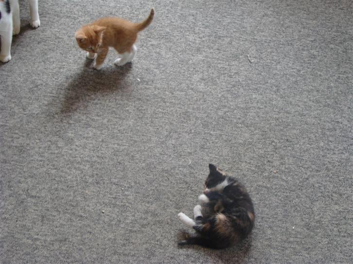 Huskat Killingen Prop 09 billede 5