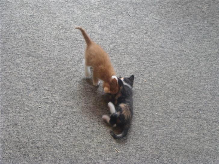 Huskat Killingen Prop 09 billede 6