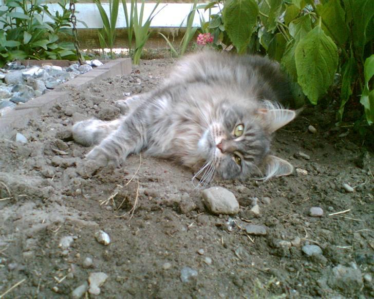 Maine Coon Justicia billede 1