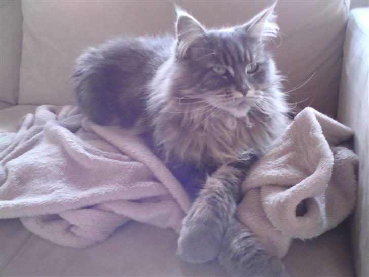 Maine Coon Justicia billede 2