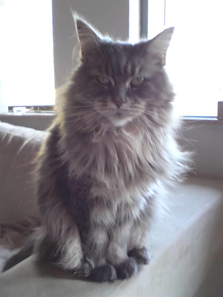 Maine Coon Justicia billede 3