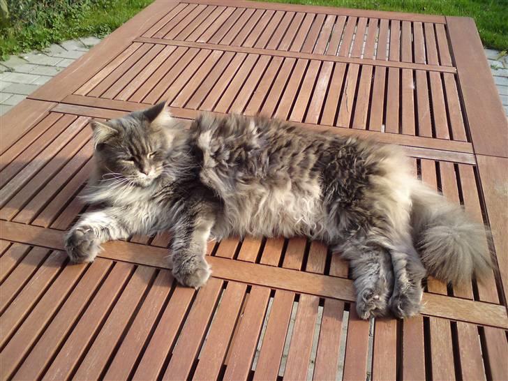 Maine Coon Justicia billede 4